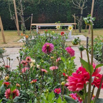 bed dahlia's 2