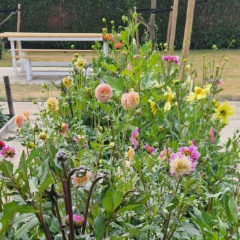bed dahlia's