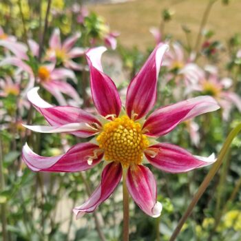 dahlia Honka Fragile