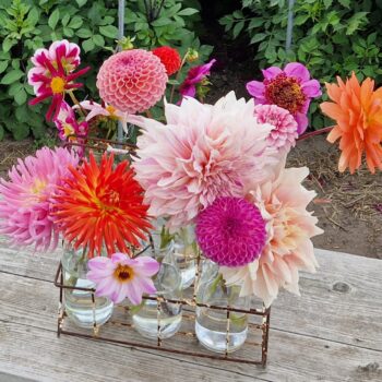 Essies Pluktuin, dahlia's in kleine vaasjes
